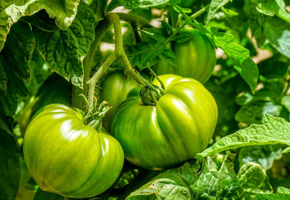 Algas Pacific: Beneficios en cultivo de tomate