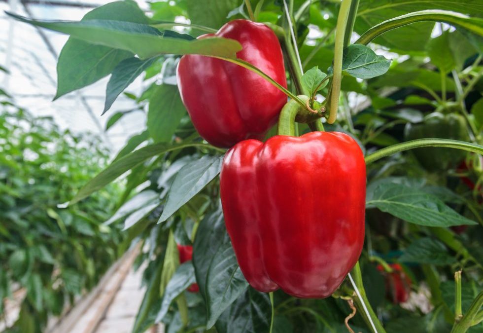 Algas Pacific: Resultado de beneficios en cultivo de pimiento