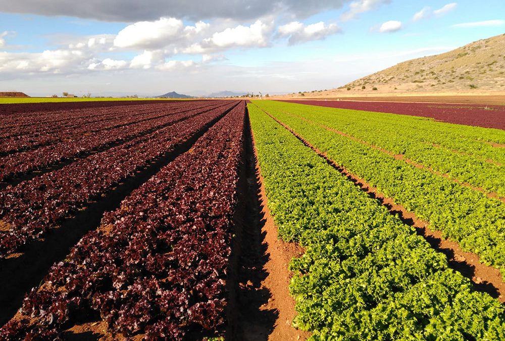 Algas Pacific® España: presentes en cultivos de Valencia, Almería, Murcia y Alicante.