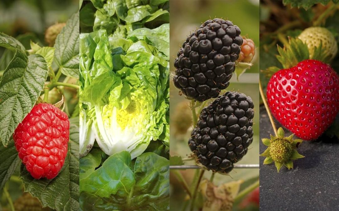 El método AP en el aprovechamiento de los nutrientes vegetales.