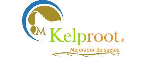 Kelproot