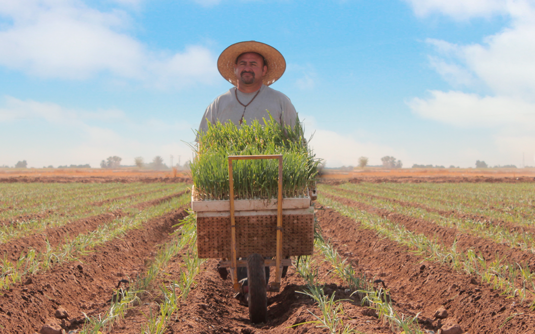 Agricultura regenerativa